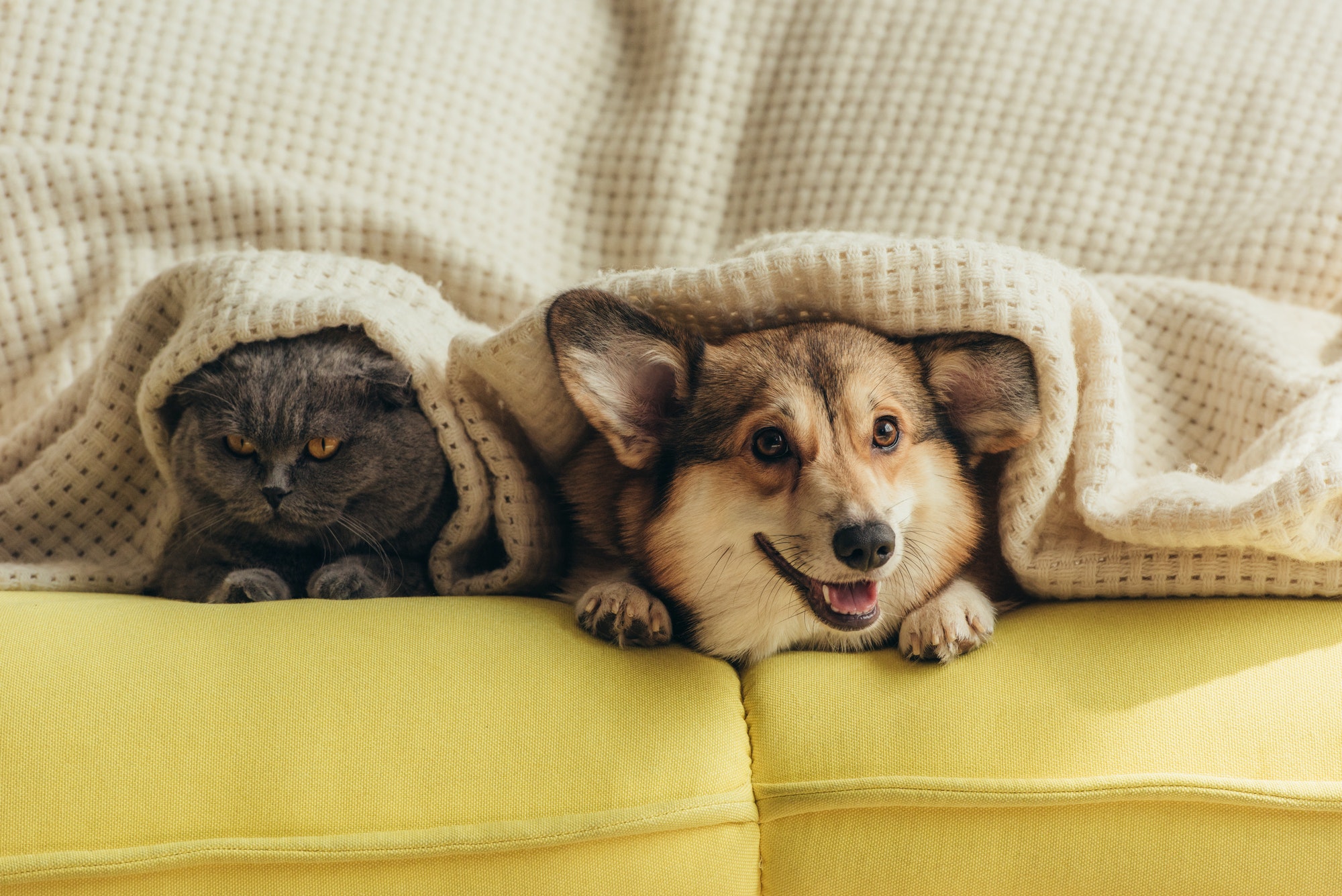 cat and dog lying under plaid on sofa